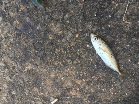 ジグサビキでアジとサバ